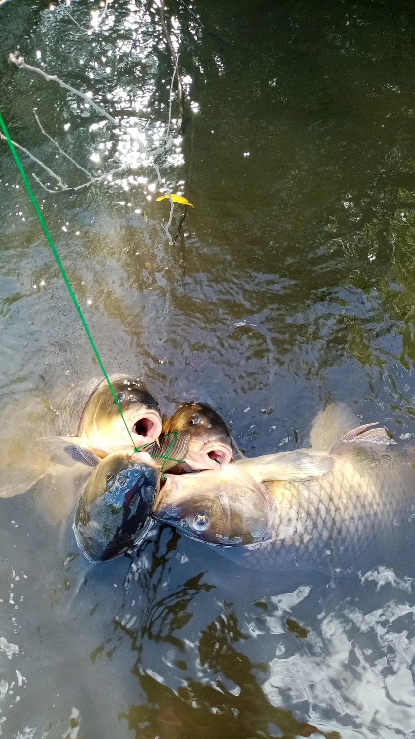 Tres carpas atadas juntas asomando en el agua
